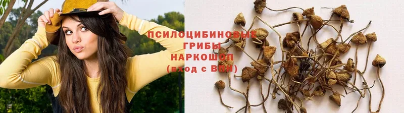 Псилоцибиновые грибы GOLDEN TEACHER  где найти наркотики  мориарти телеграм  Чулым 